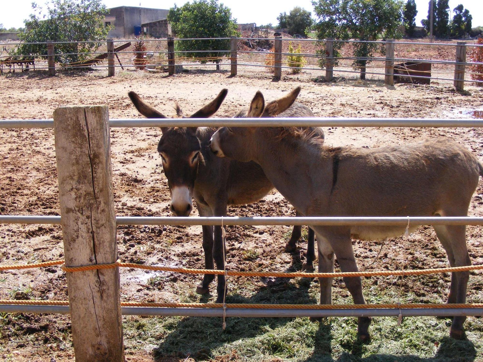 Agroturismo Finca Sant Blai Campos  Exteriér fotografie