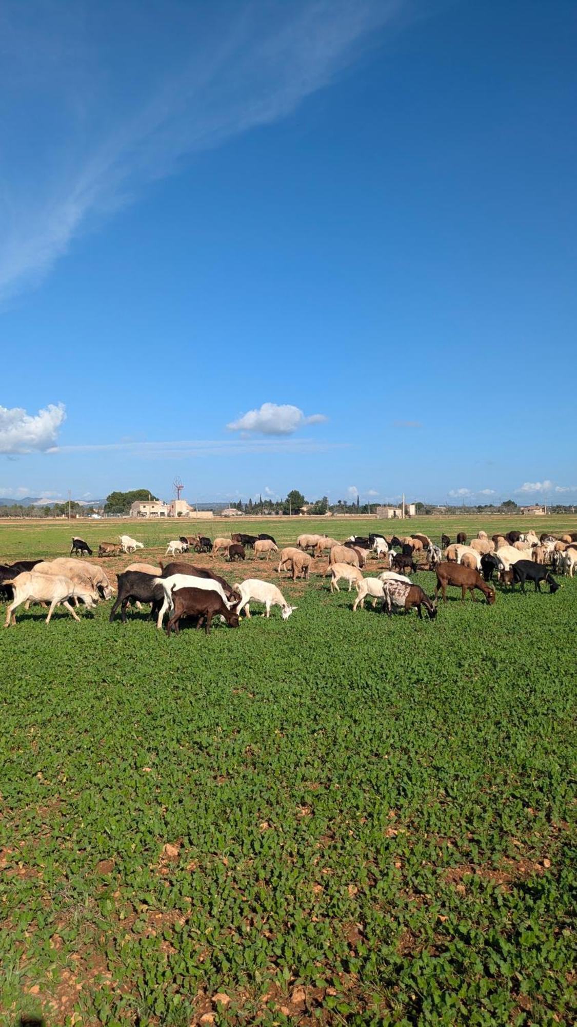 Agroturismo Finca Sant Blai Campos  Exteriér fotografie