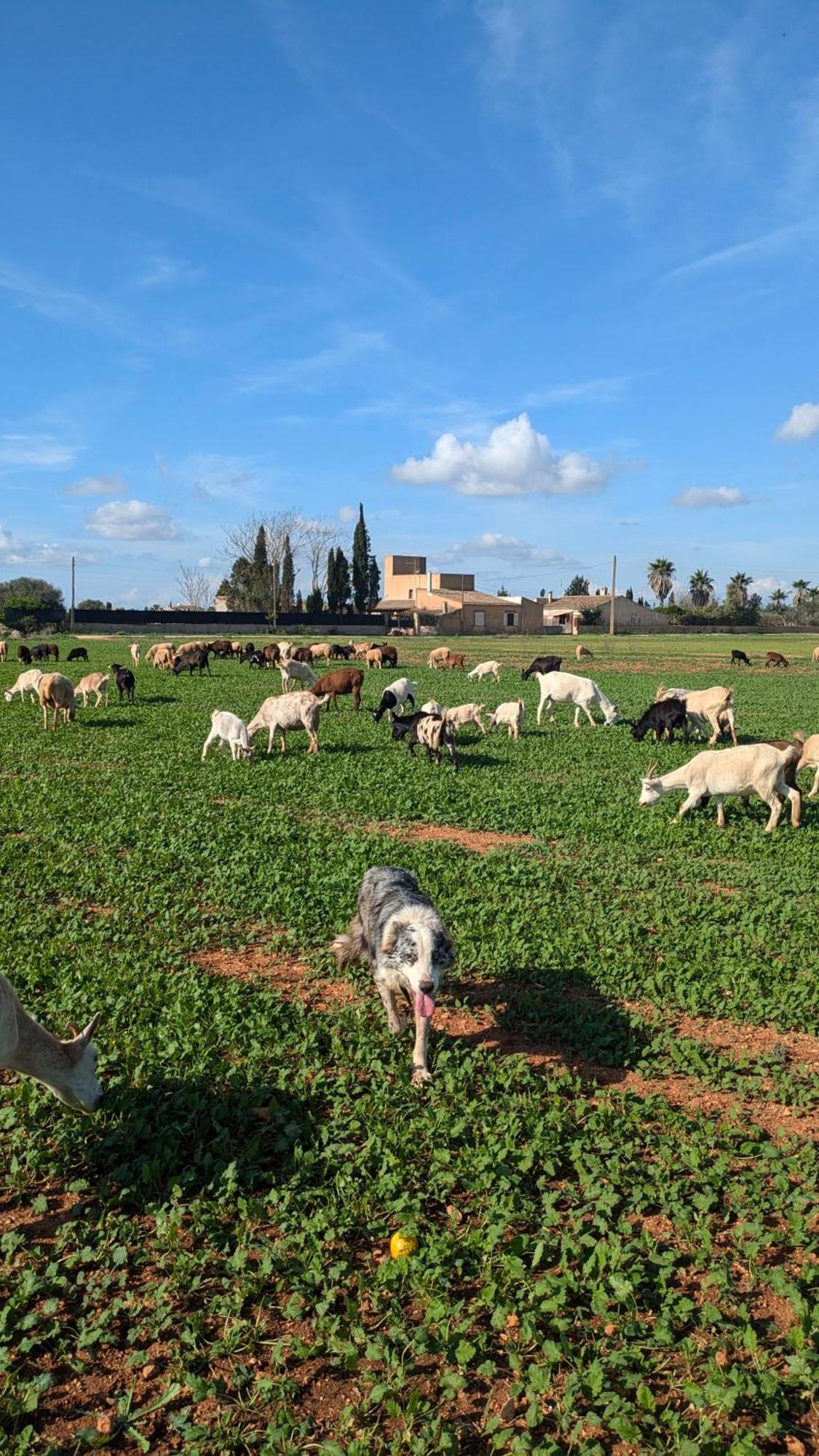 Agroturismo Finca Sant Blai Campos  Exteriér fotografie