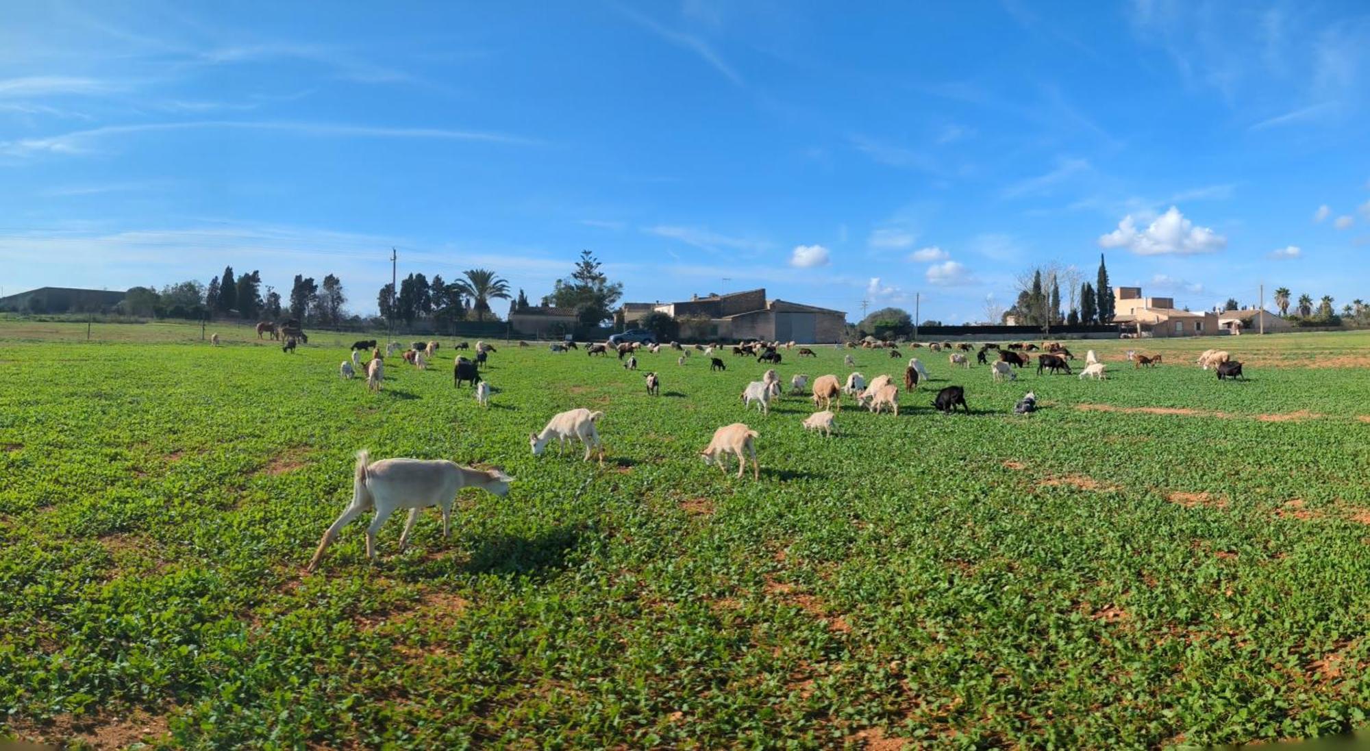Agroturismo Finca Sant Blai Campos  Exteriér fotografie